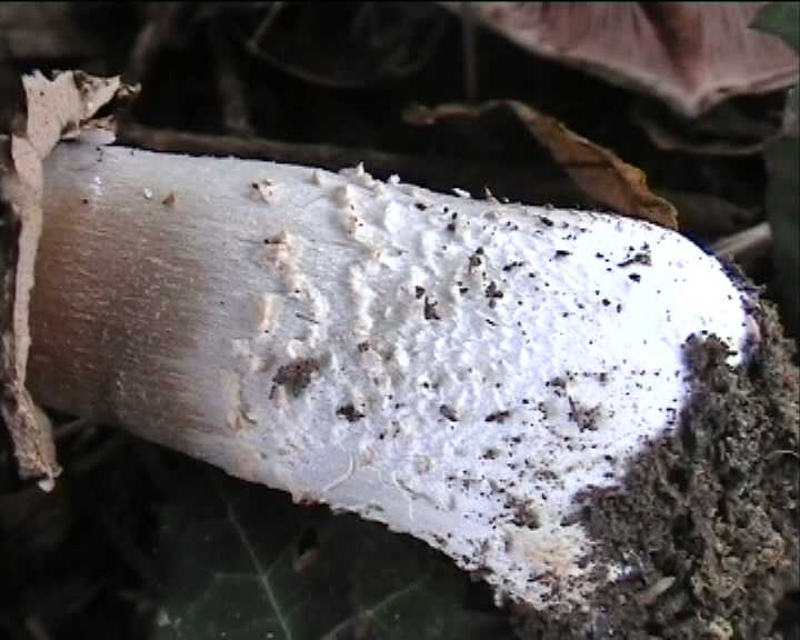Agaricus benesii   (Pilat)  Singer
